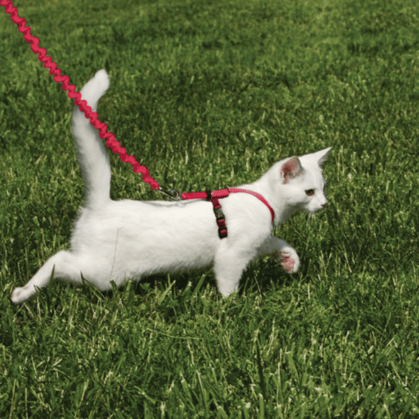 Come With Me Kitty Harnais Et Laisse Bungee Pour Chat - Sherbrooke Canin