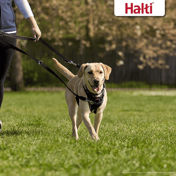 Halti online training leash
