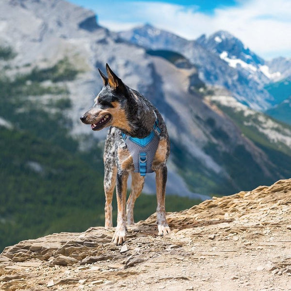 Harnais pour chien Kurgo Journey Air - Sherbrooke Canin