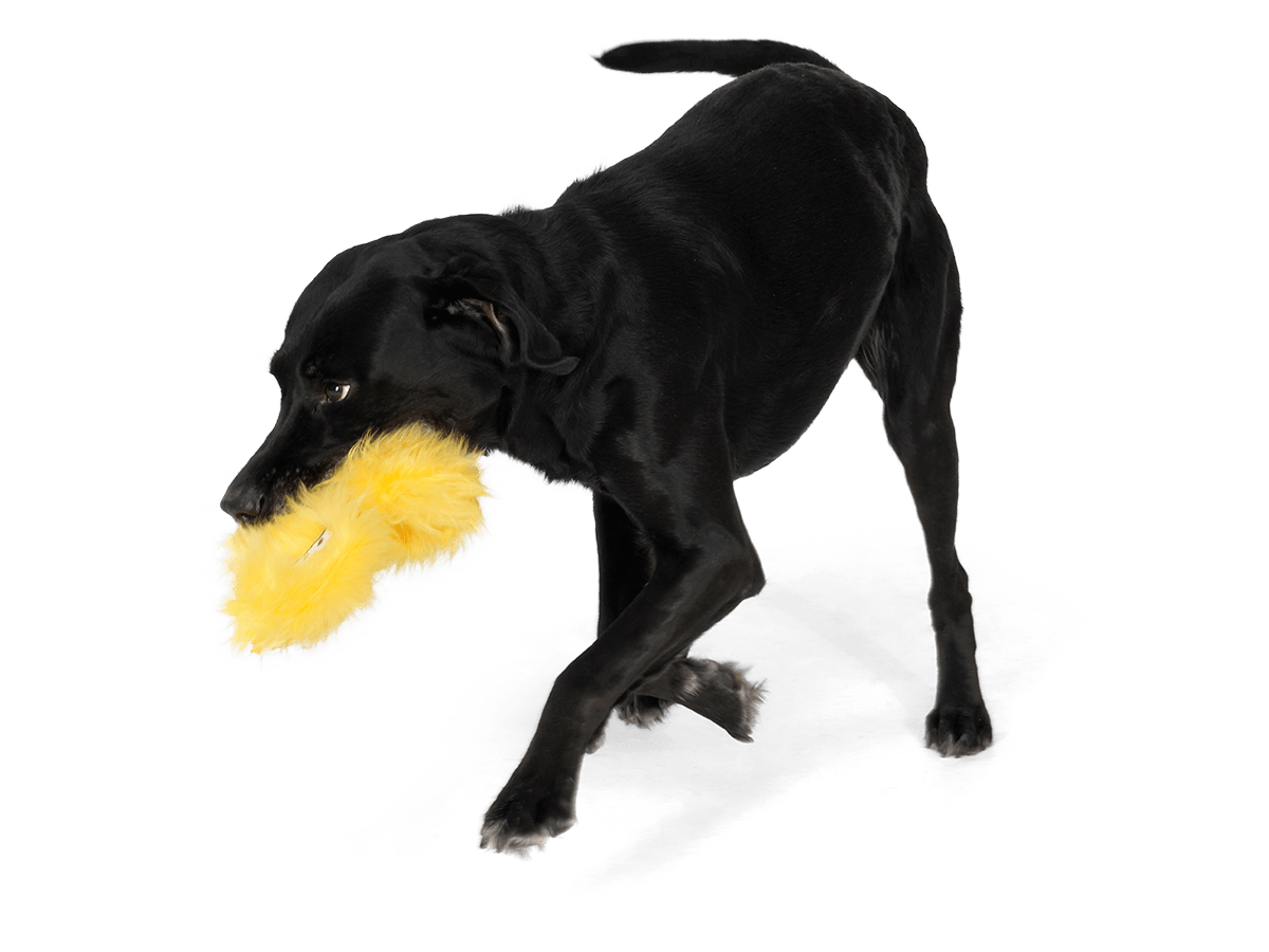 West Paw jouets pour chien Peluche Rowdies Geraldine