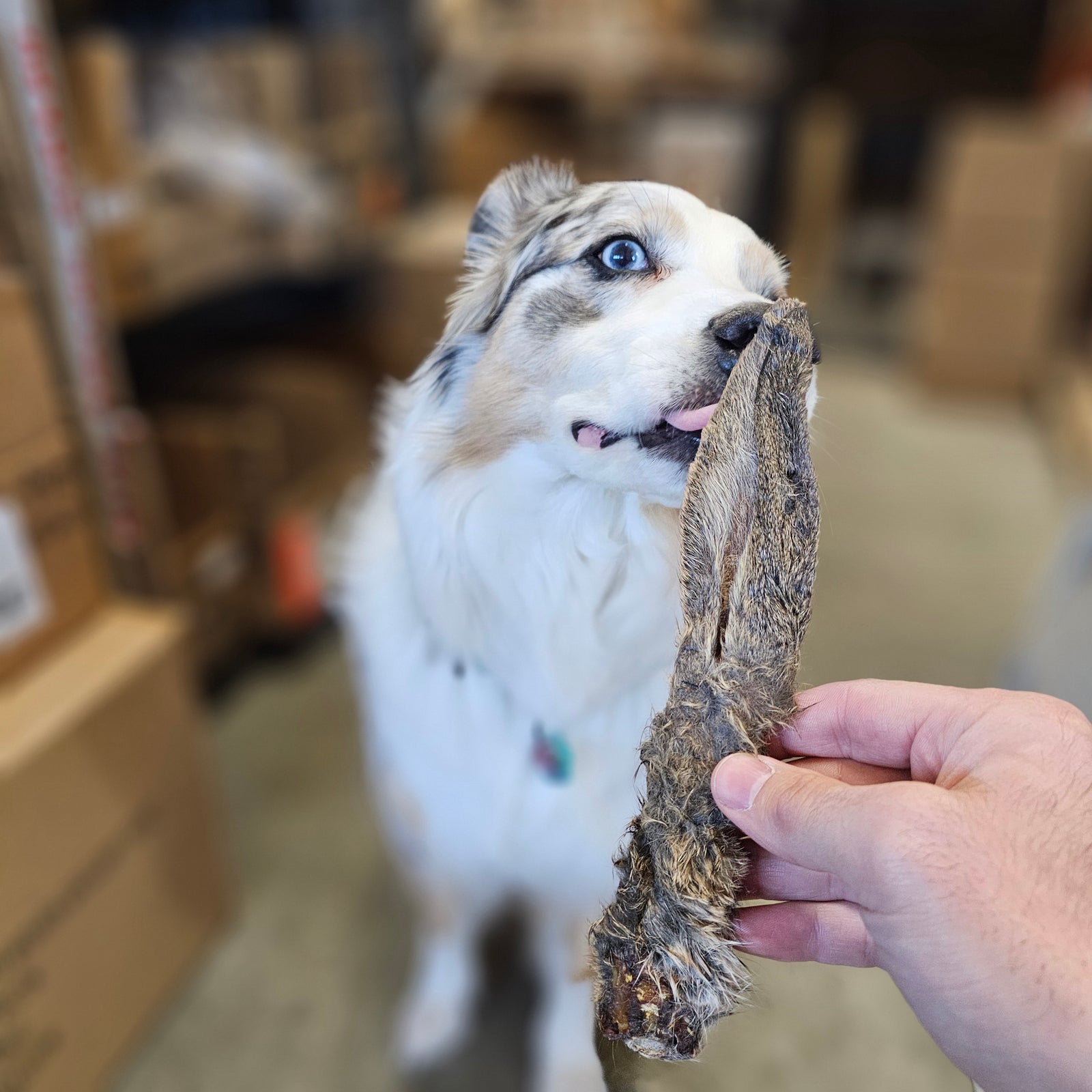 Les bienfaits souvent négligés de la mastication chez les chiens