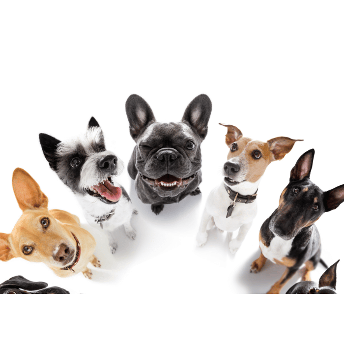 Découvrez la Diversité Canine : Un Aperçu des Différentes Races de Chiens
