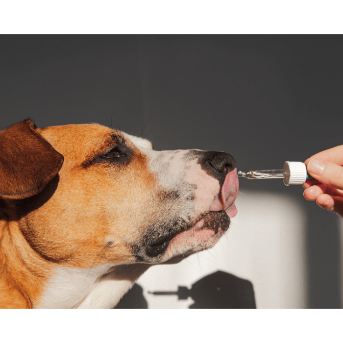 Assurer une Vie Saine pour Votre Compagnon à Quatre Pattes : Un Guide Approfondi sur les Suppléments pour Chiens