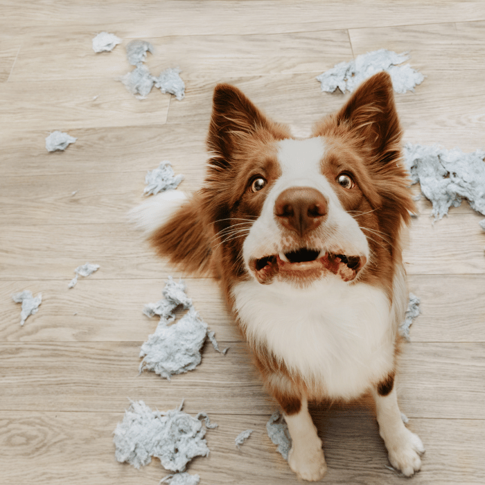 Comprendre et Gérer l'Anxiété chez le Chien: Conseils et Astuces