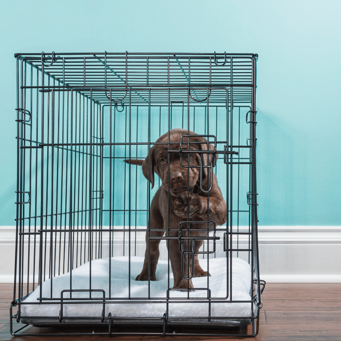Les Astuces Infaillibles pour Habituer Votre Chien à Sa Cage