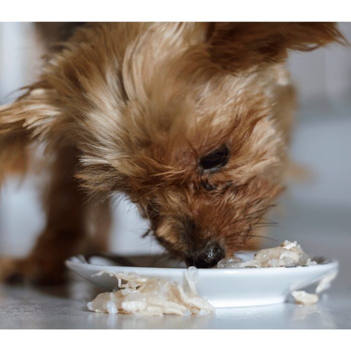 Décryptage des Options Alimentaires pour Chiens : Cru, Croquettes, Lyophilisé et Humide