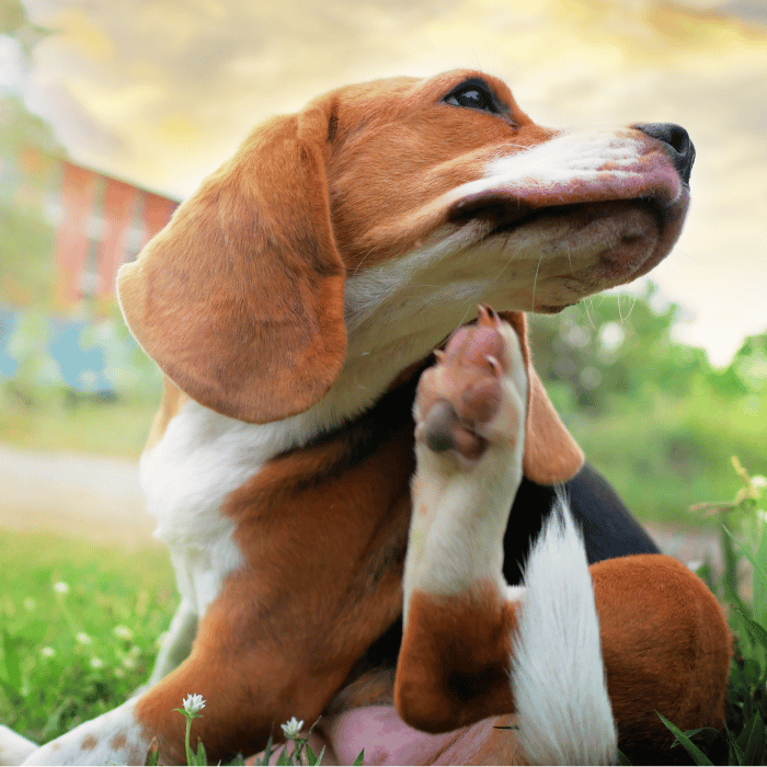 Comprendre les Allergies chez le Chien : Causes, Symptômes et Solutions