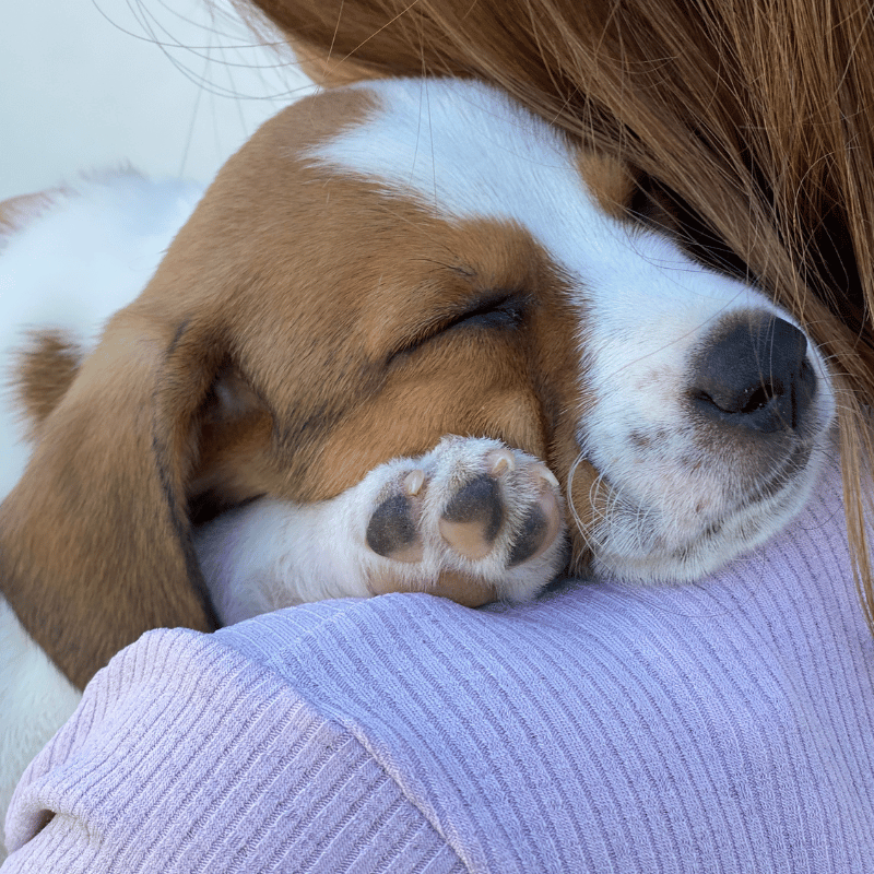 Accueillir un Nouveau Membre à Quatre Pattes : Conseils Pour l'Arrivée de Votre Nouveau Chiot
