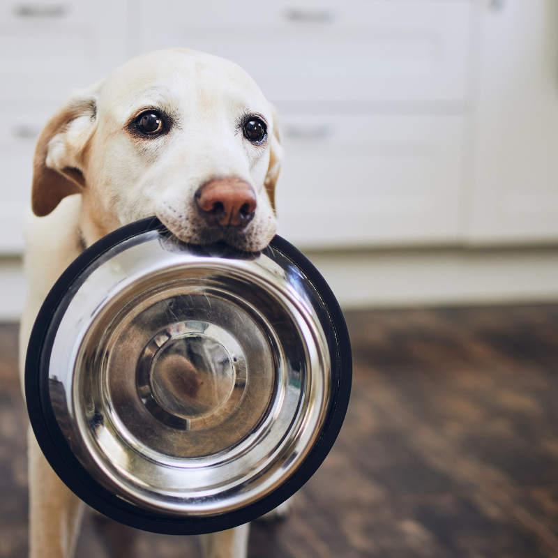 Les Fondements d'une Alimentation Canine Équilibrée : Guide Pratique