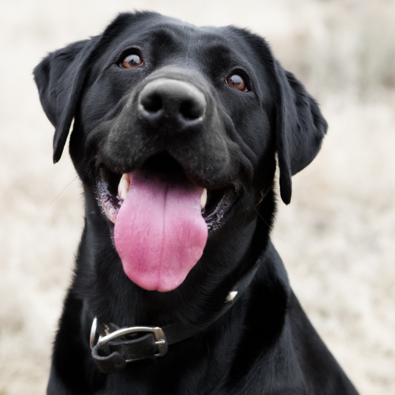 Assurer le Bien-être et la Santé Optimaux de Votre Compagnon Canin