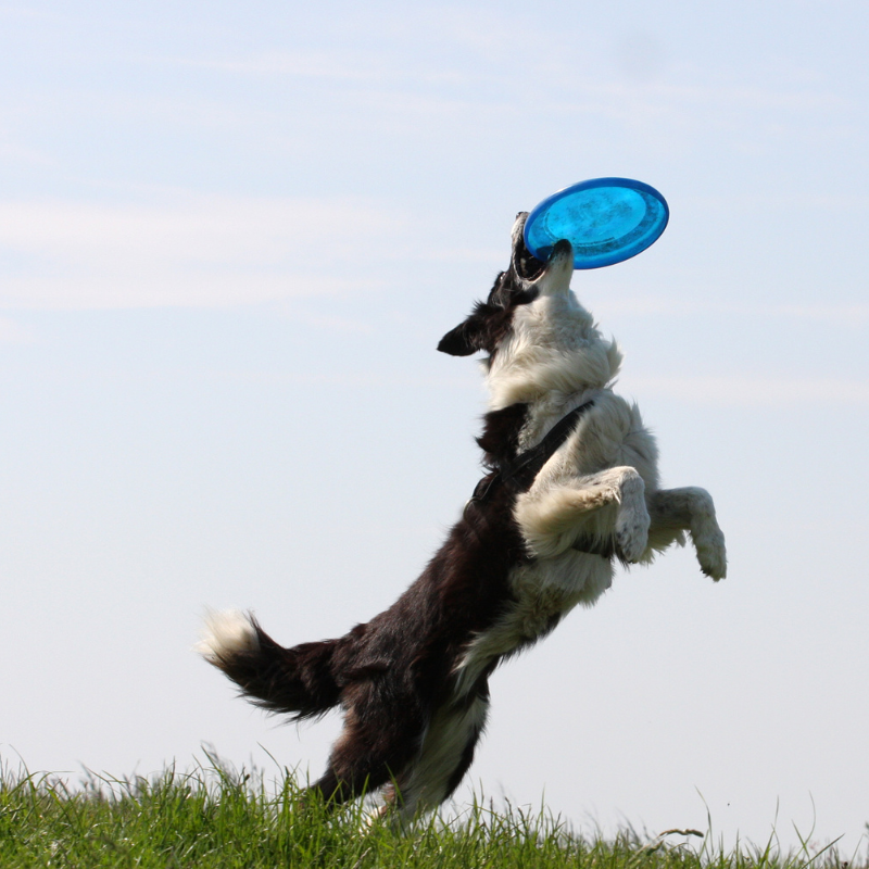 Un Monde d'Excitation pour nos Amis à Quatre Pattes : Plongée Profonde dans les Activités et Sports Canins