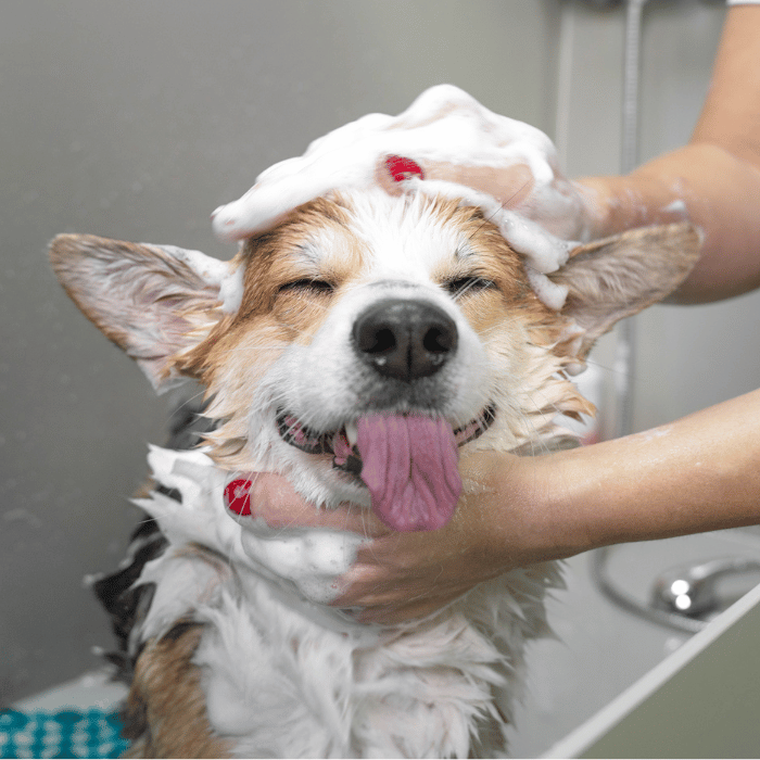 Le Guide Complet des Routines de Toilettage pour Votre Compagnon à Quatre Pattes