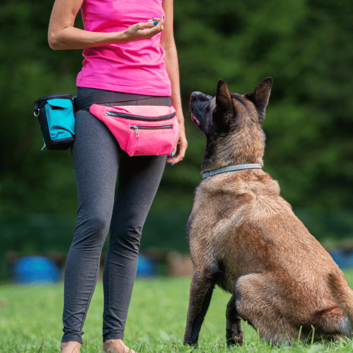 L'Éducation Canine : Trouver l'Équilibre entre Positif et Négatif