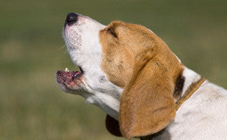 Comment ajuster un collier anti aboiement à choc?