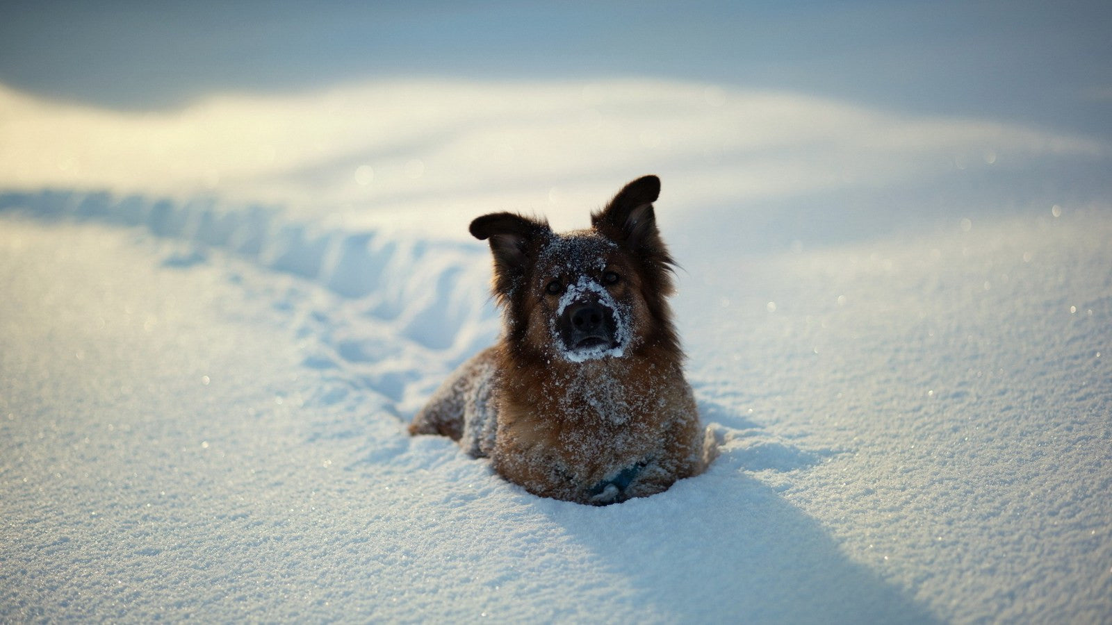Est-ce que les clôtures anti fugue pour chien fonctionne l’hiver sous la neige?