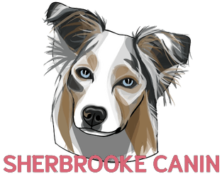 Lance balle Chuckit - Sherbrooke Canin