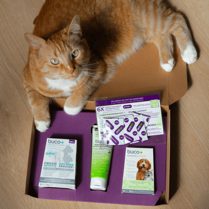 Baci+ supplement Trousse buccodentaire buco+ pour chiens et chats - Format économique! Trousse buccodentaire buco+ chien et chat - Soin dentaire naturel