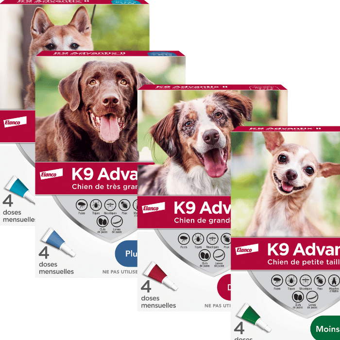 Bayer k9 sales