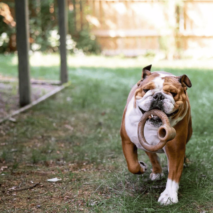 Benebone os a macher Benebone Ring au Bacon