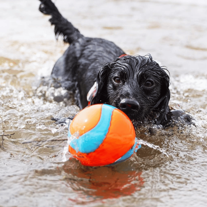 Chuck it jouets pour chien Méga balle Chuckit AMPHIBIOUS