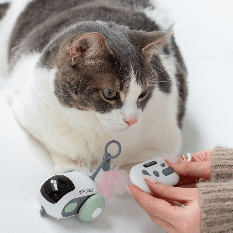 Dexypaws Jouet Dexypaws - Jouet interactif pour chat, souris vert sauge Dexypaws - Jouet interactif pour chat, souris vert sauge