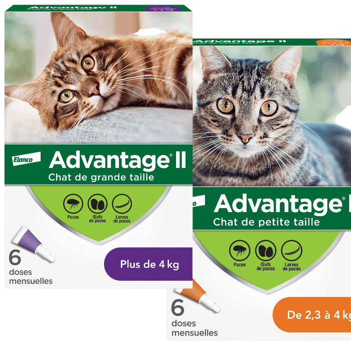 Elanco Advantage II traitement topique mensuel contre les puces, pour chats 6 doses