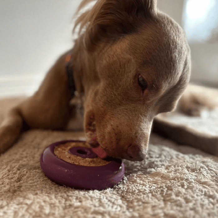 Freezbone Beignet Freezbone : Le Snack à Mâcher Indestructible pour des Heures de Bonheur Canin
