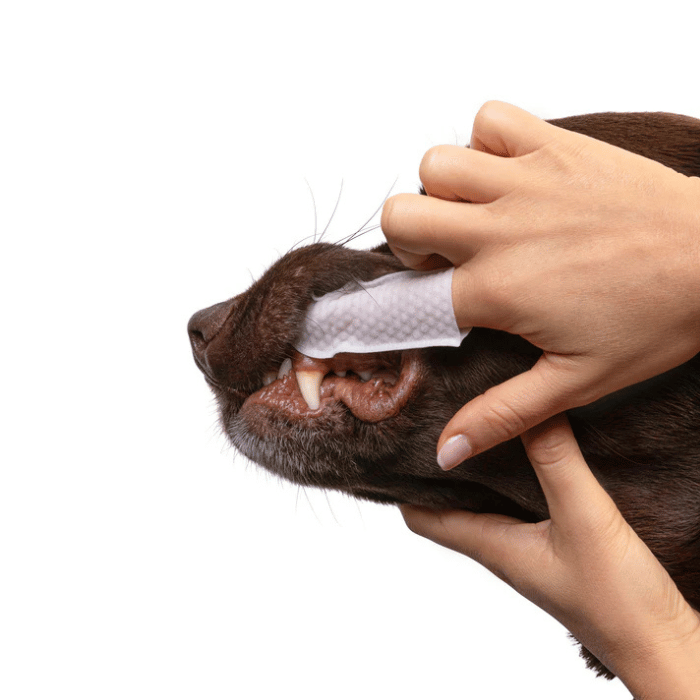 Goo-eez Lingettes dentaires - Paquet de 50 Lingettes dentaires - Paquet de 50