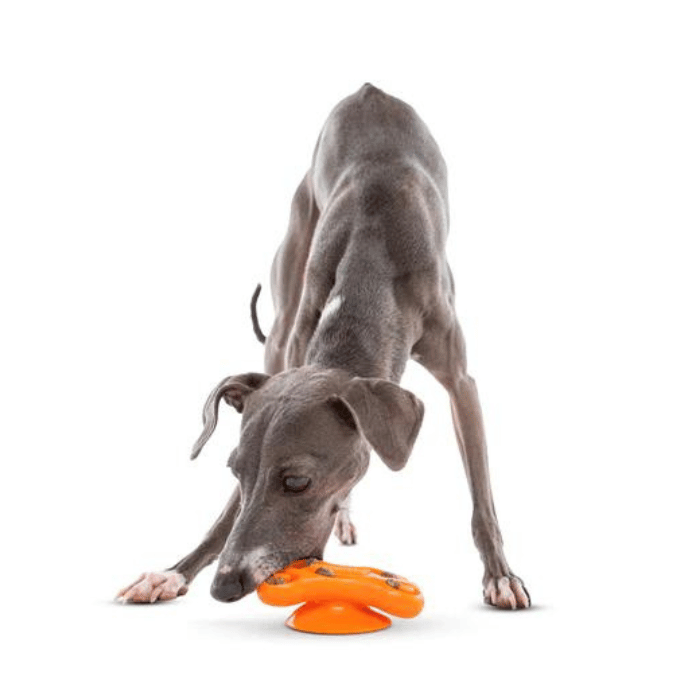 Guru Jouet interactif - Guru Distracto-Pod