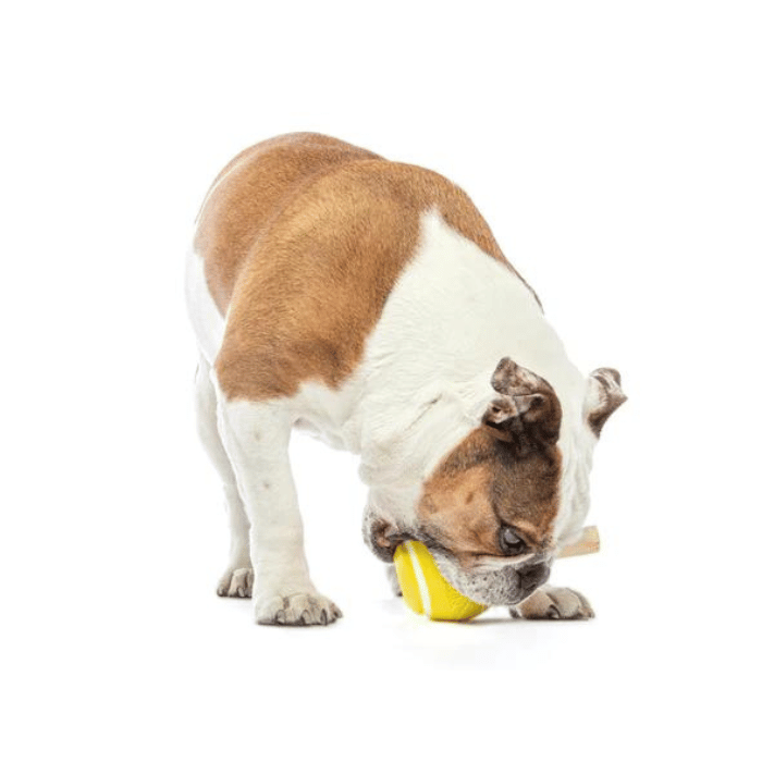 Guru Jouet interactif - Guru Tennis Treat Ball