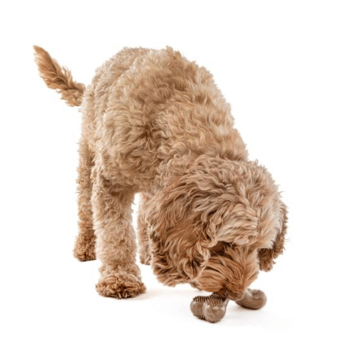 Guru Jouet interactif - Os Guru medium