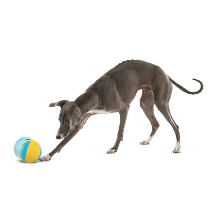 Guru Jouet interactif pour chiens - Guru Rock N Treat