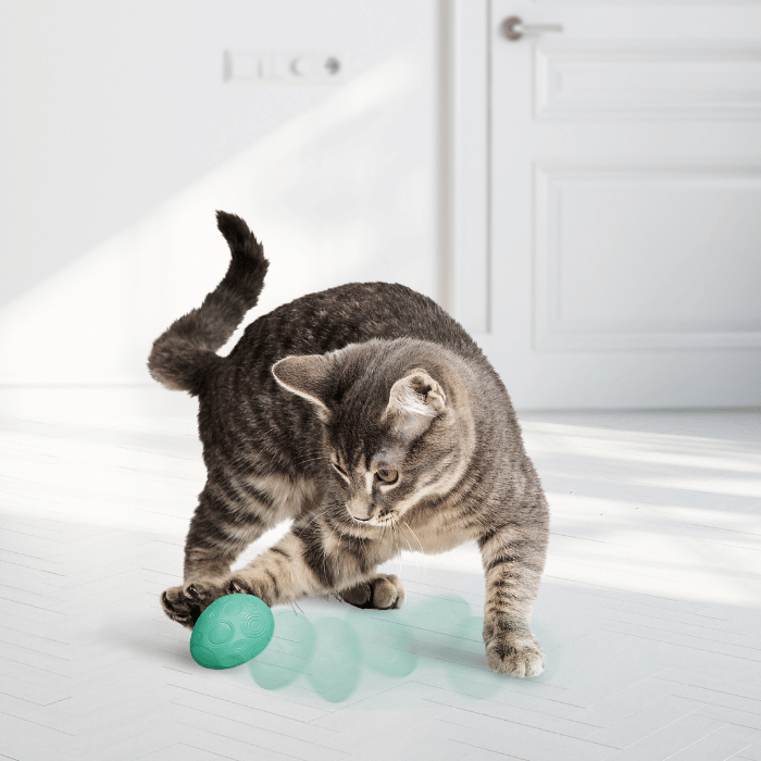 kong jouet chat Jouet pour chats Kong Egg - Paq de 2 Jouet pour chats Kong Egg - Paq de 2