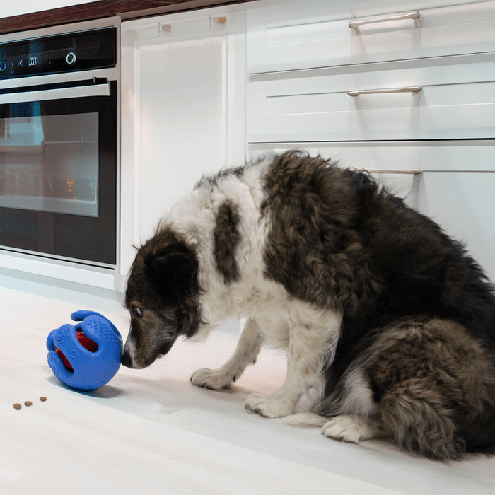 Kong Jouet interactif pour chien - distributeur Kong rewards wrapz Jouet interactif pour chien - distributeur Kong rewards wrapz