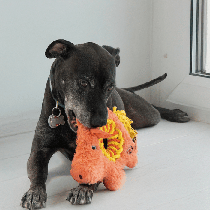 Kong Jouet pour chien - Kong cochon ringaroos Jouet pour chien - Kong cochon ringaroos