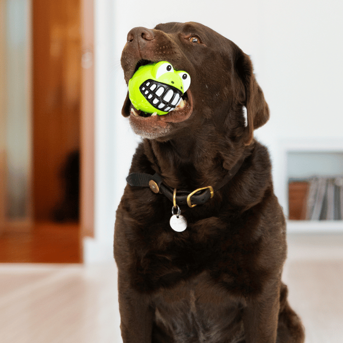 Kong Jouet pour chien - Kong Grinz Frog Jouet pour chien - Kong Grinz Frog