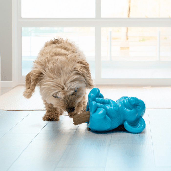 Kong Jouet pour chien - Kong zoolooz éléphant Jouet pour chien - Kong zoolooz éléphant