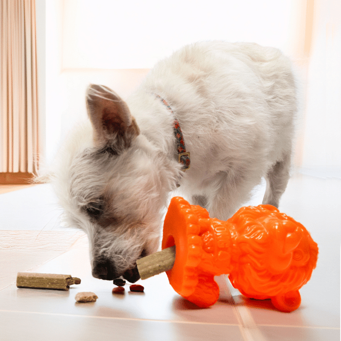 Kong Jouet pour chien - Kong zoolooz lion Jouet pour chien - Kong zoolooz lion