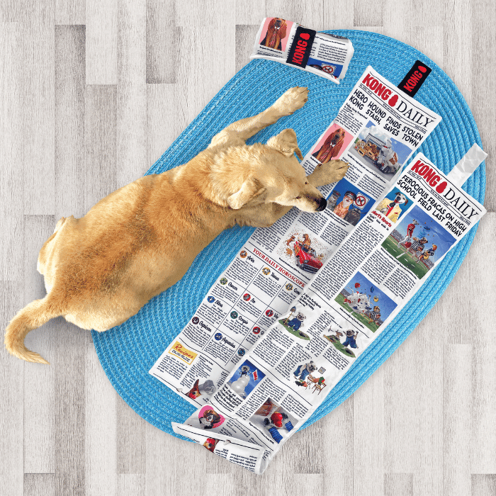 kong jouets pour chien Journal Kong daily