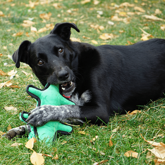 kong jouets pour chien Kong ballistic alligator médium/large