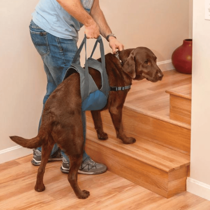 Kurgo Kurgo Soulève Chien Up & About