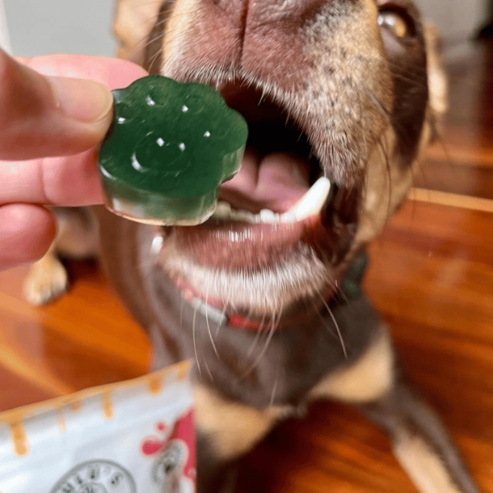 Lulu's Kitchen Gelée superalimentaire aux épinards et à la spiruline verte