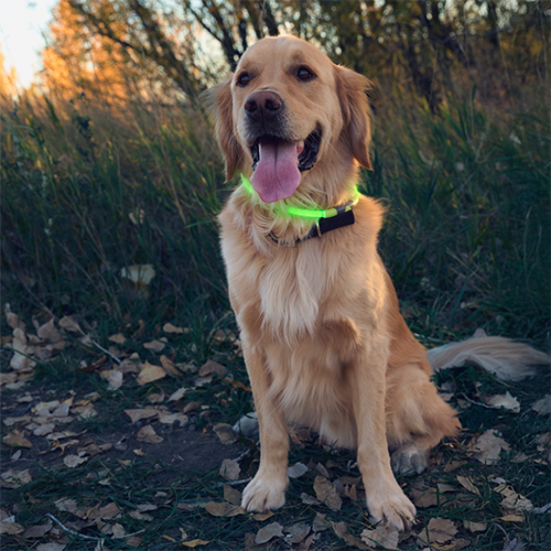 Nite ize collier led Vert Collier lumineux pour chien NiteHowl LED Collier lumineux pour chien NiteHowl LED
