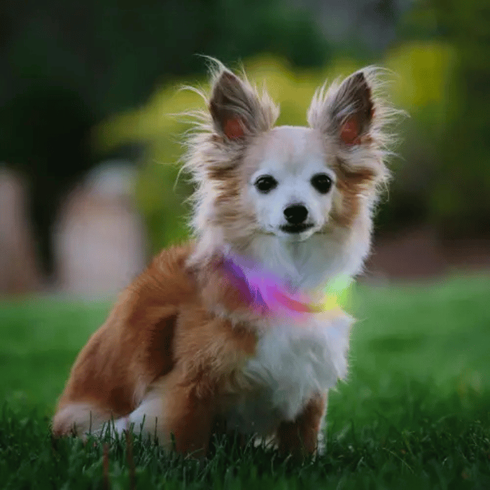 Nite ize collier led Collier lumineux pour petits chien NiteHowl MINI led rechargeable Collier lumineux pour petits chien NiteHowl MINI led rechargeable