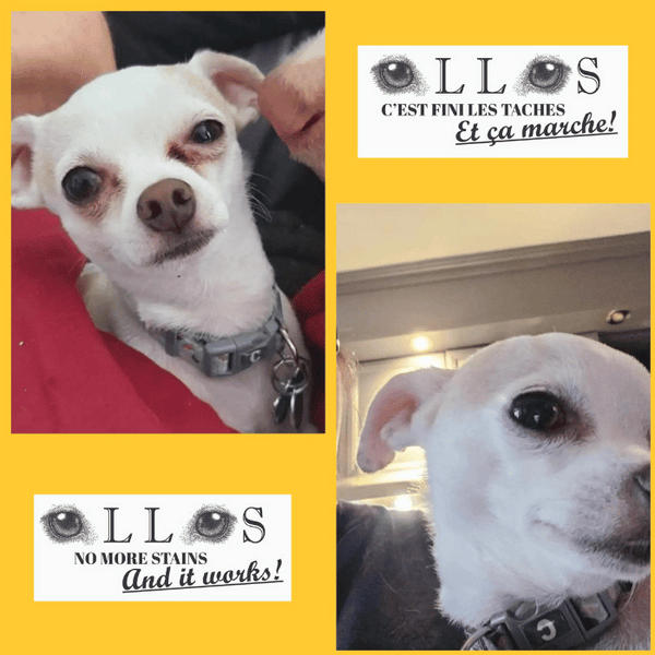 Ollos, powder against tear stains - Sherbrooke Canin