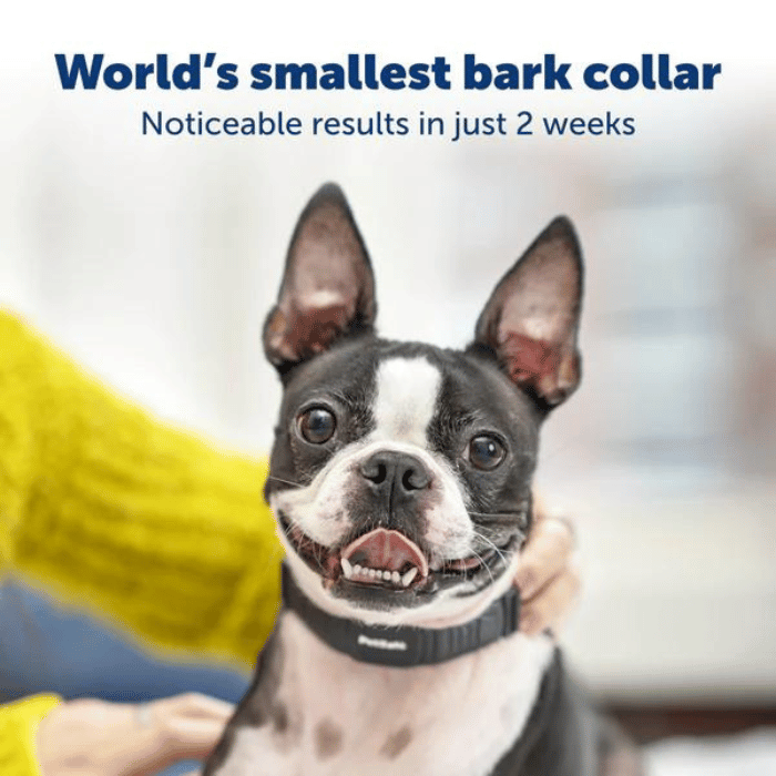 PetSafe Collier anti aboiement électrostatique Le plus petit collier anti-aboiement sur le marché PetSafe PBC10-17759