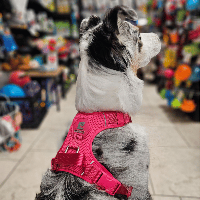 Rc Pets Harnais Harnais Rc Pets Momentum - Azalea