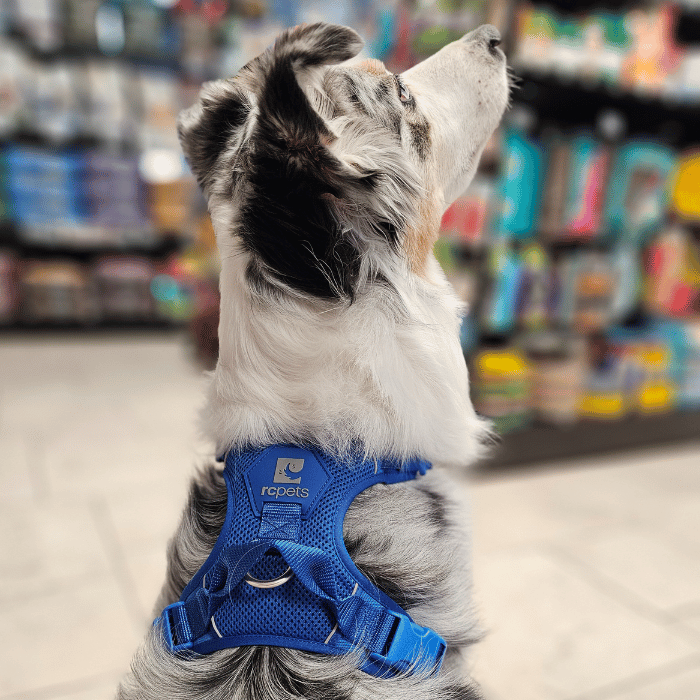Rc Pets Harnais Harnais Rc Pets Momentum - Sapphire