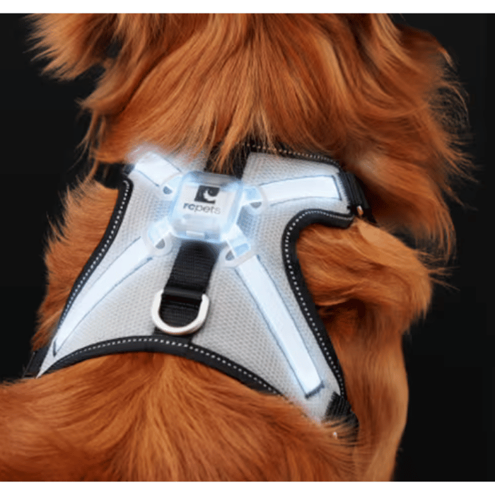 Harnais pour chien lumineux RC Pets Nova Led Light - Sherbrooke Canin