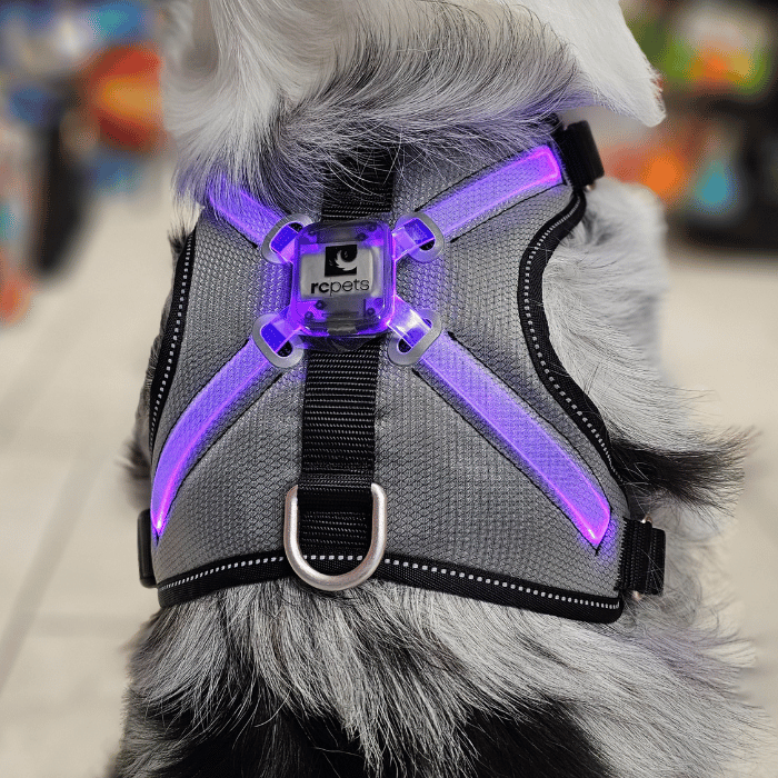 Rc Pets Harnais pour chien lumineux RC Pets Nova Led Light